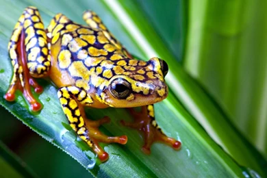 Frog Wallpapers For Android