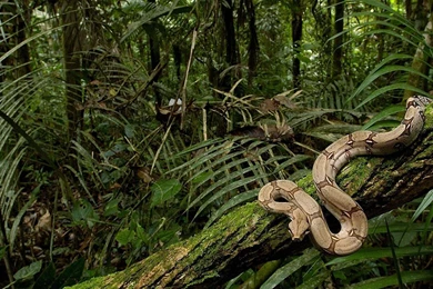 Snake Desktop Wallpapers , New Wallpapers, New Wallpapers