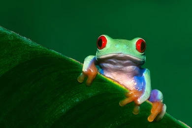 67 Tree Frog HD Wallpapers