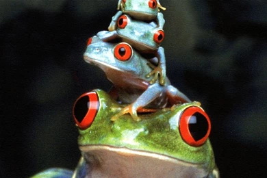 10 Red Eyed Tree Frog HD Wallpapers