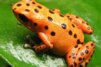 Frog Wallpapers   Animals Town