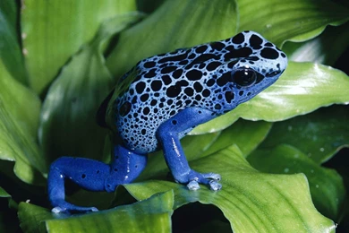Poison Dart Frog Wallpapers   Animals Town