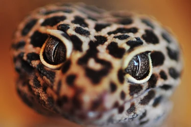 Download Wallpapers 3840x2160 Snake, Eyes, Face, Color 4K Ultra HD ...