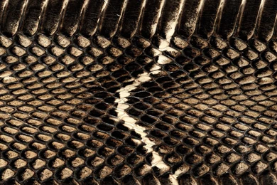 4K Ultra HD Snake Wallpapers HD, Desktop Backgrounds 3840x2160 ...