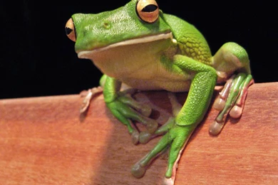 Frog Wallpapers Picture   Animals Town