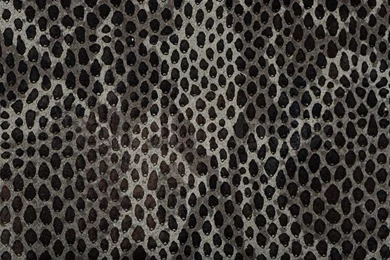 Snake Skin Backgrounds Stock Photo