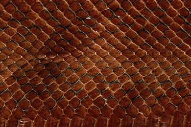 Download Wallpapers 2560x1440 Texture, Leather, Snake, Scales ...