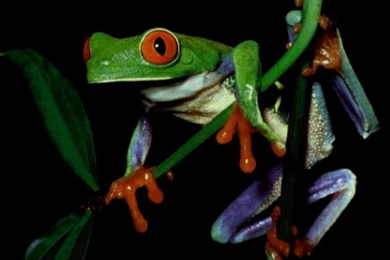 Frog Wallpapers. Images And Animals Frog Pictures (680)