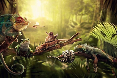 Animals, Snake, Cobra