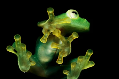 My Free Wallpapers   Nature Wallpapers : Frog