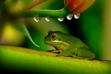 Frog Wallpaper Images