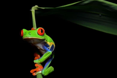 Animal : Red Tree Frogs Jpg Wallpapers Animals Frogs Red Tree Frogs ...