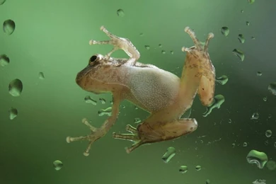 Wallpapers For Desktop Background: Frog Wallpapers