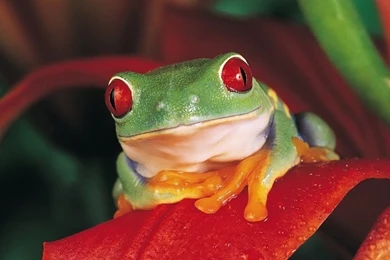 Frog Wallpaper!   Frogs Wallpapers (7018137)   Fanpop