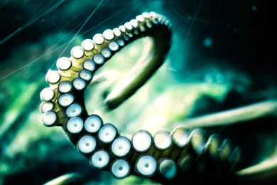 23 Octopus HD Wallpapers