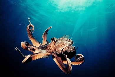 OCTOPUS Sealife Underwater Ocean Sea Wallpapers