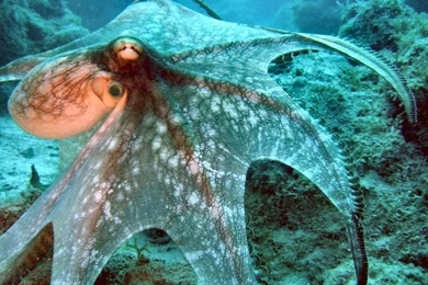 Octopus Wallpapers And Backgrounds   Animals Town