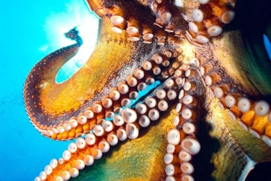 Desktop Wallpapers » Other Backgrounds » Octopus, Hawaii » Www ...