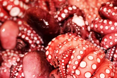 Little, Octopus, Funny (