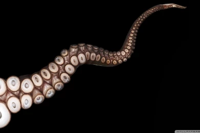 Other: Octopus Black Tenticle Suction Cup Wallpaper Backgrounds ...