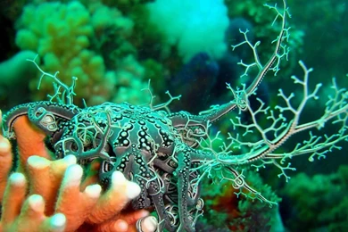 OCTOPUS Sealife Underwater Ocean Sea Art Artwork Wallpapers ...