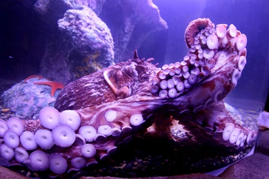 OCTOPUS Sealife Underwater Ocean Sea Wallpapers