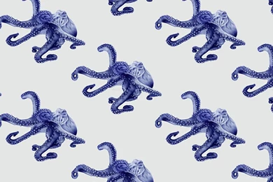 Blue Octopus Ask.fm Backgrounds