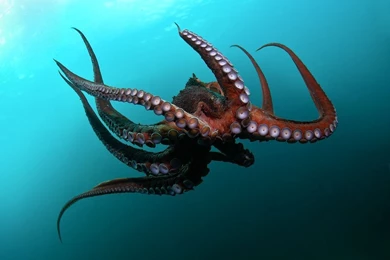 Octopus Wallpapers HD Download 43016 Full HD Wallpapers Desktop ...