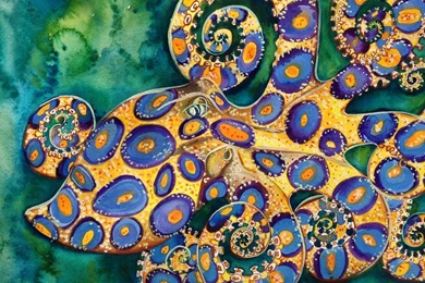 3 Blue Ringed Octopus HD Wallpapers