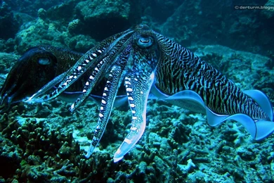 Underwater Octopus Squid Ocean Sea Wallpapers