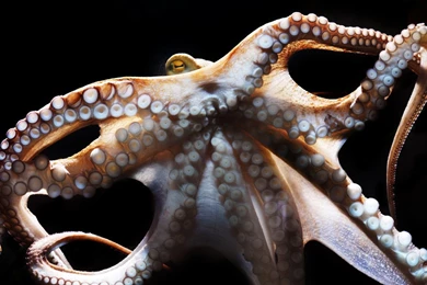 OCTOPUS Sealife Underwater Ocean Sea Wallpapers