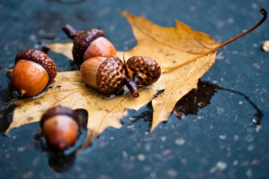 Autumn Archives   Page 4 Of 4   HD Wallpapers Source