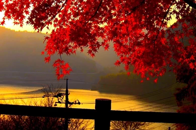 Autumn Leaves Wallpapers HD