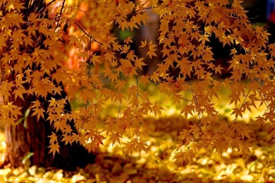 Autumn Trees Wallpapers Wallpapers