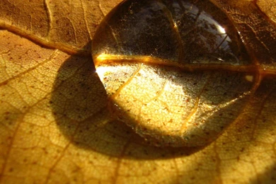 Nature Autumn Season Water Drops HD Wallpapers   1764046