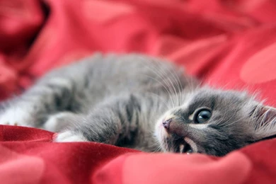 Eyes Of Cat Wallpapers Photos