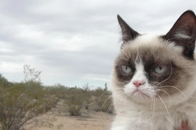 Grumpy Cat Free Wallpapers, Grumpy Cat Photos, New Wallpapers