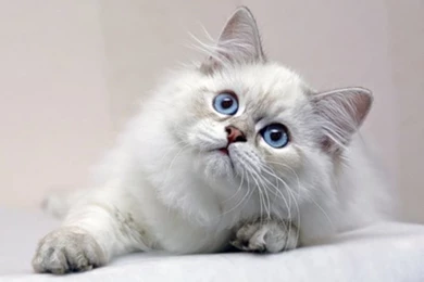 Cat Wallpapers Free Download_animal Wallpapers_download Free Wallpapers
