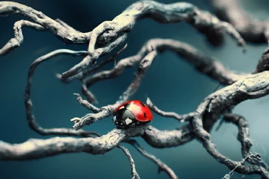 Nature Macro HD Wallpapers