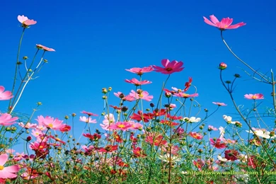 Desktop Backgrounds Widescreen 1366x768 Iwallhd Wallpapers Hd ...