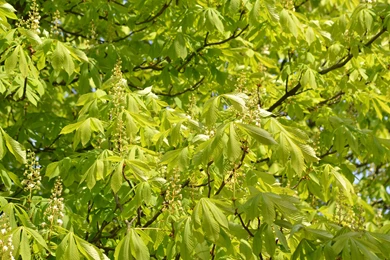 Forests: Chestnut Tree Leaves Spring Wallpaper Backgrounds Free For ...