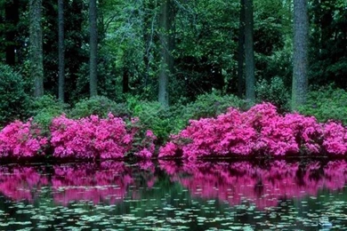 Hottest Wallpapers: Free Spring Wallpapers