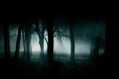 Dark Forest Wallpapers 1920x1080   (