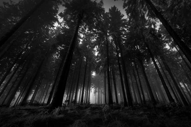 Dark Woods Wallpapers
