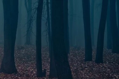 iPhone 6 Plus Dark Woods Wallpapers