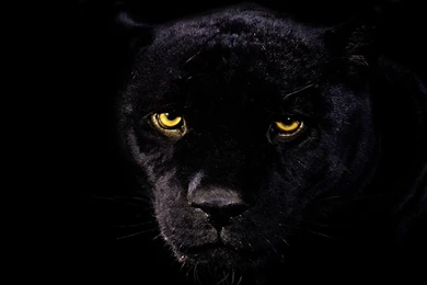 Black Leopard HD Wallpapers