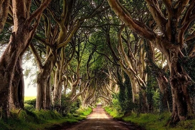 The Dark Hedges, Northern Ireland Wallpapers Free Desktop ...