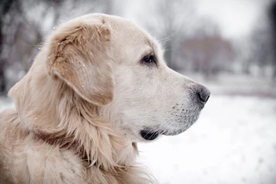 44 Labrador Retriever HD Wallpapers