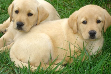 Labrador Retriever Puppies Free Hd Wallpapers