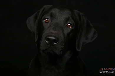 Labrador Retriever Wallpapers HD Download